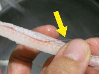 ���q���V�s�@���q�̍��Ɠ��̗��p