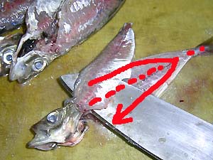 �[���̋��t����̏��˂̎J����