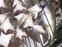 �[���̋��t����̏��˂̎J����