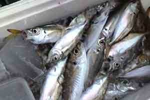 �[���̋��t����̏��˂̎J����