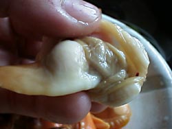 �΂��L�����g