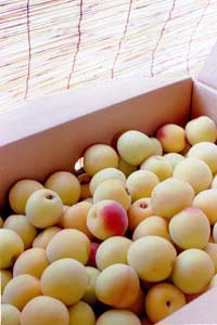 �P��3000�~�̔~