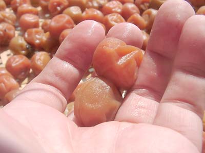 �y�p����1����