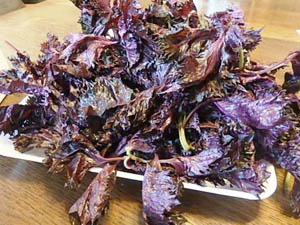 �ւ��Ȃ�̐Ԏ��h��������