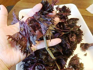 �ւ��Ȃ�̐Ԏ��h��������