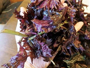 �ւ��Ȃ�̐Ԏ��h��������