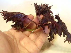 �ւ��Ȃ�̐Ԏ��h��������