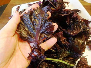 �ւ��Ȃ�̐Ԏ��h��������