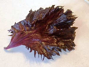 �ւ��Ȃ�̐Ԏ��h��������