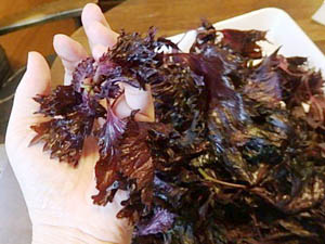 �ւ��Ȃ�̐Ԏ��h��������