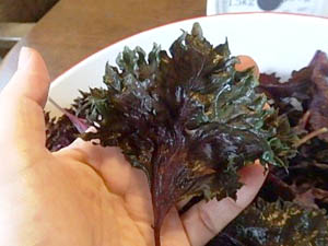 �ւ��Ȃ�̐Ԏ��h��������