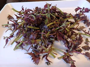 �ւ��Ȃ�̐Ԏ��h��������