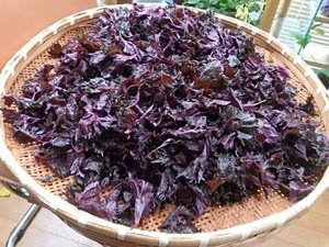 �ւ��Ȃ�̐Ԏ��h��������