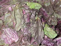 �ւ��Ȃ�̐Ԏ��h��������