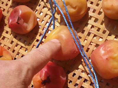 �y�p����1����