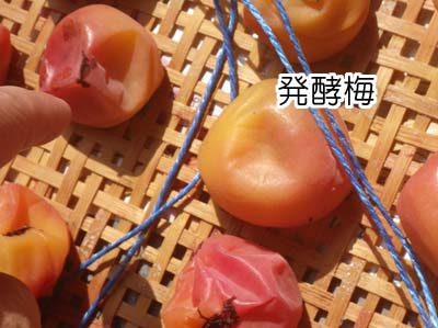 �y�p����1����