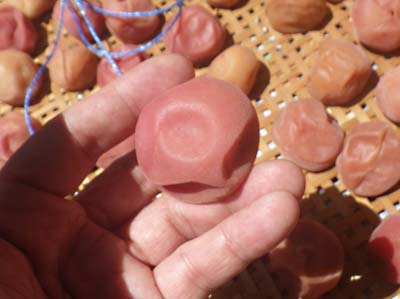 �y�p����1����