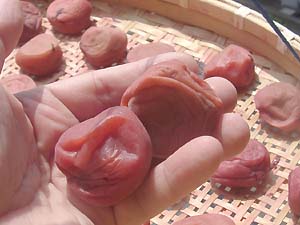 �y�p����1����