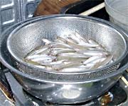 �ނ������J�T�M